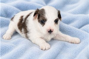 Benny - Aussiedoodle for sale