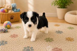 Bella - Aussiedoodle for sale