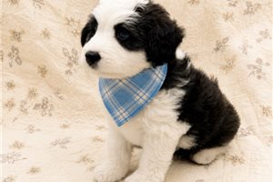 Benji - Aussiedoodle for sale