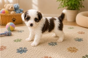 Benny - Aussiedoodle for sale