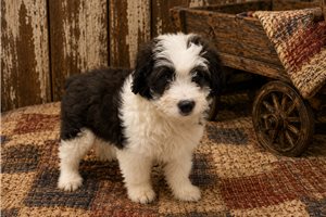 Benji - Aussiedoodle for sale
