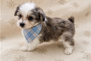 Blake - Aussiedoodle for sale