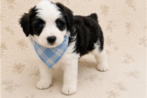 Benji - Aussiedoodle for sale