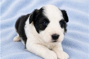 Benji - Aussiedoodle for sale