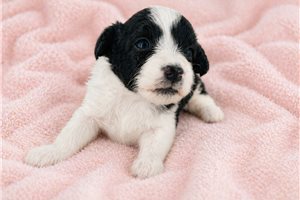 Bella - Aussiedoodle for sale