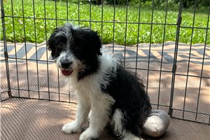 Bella - Aussiedoodle for sale