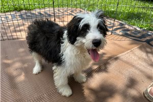 Benji - Aussiedoodle for sale