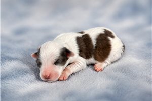 Benny - Aussiedoodle for sale