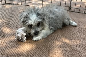 Blake - Aussiedoodle for sale