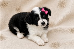Bella - Aussiedoodle for sale