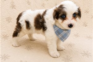 Benny - Aussiedoodle for sale