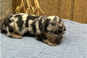 Paisley - puppy for sale