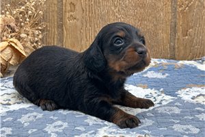 Sadie - Dachshund, Mini for sale
