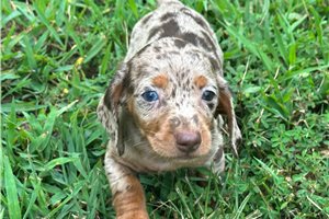 Piper - puppy for sale