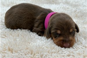 Freya - puppy for sale