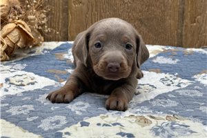 Isabella - Dachshund, Mini for sale