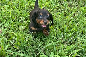 Sadie - Dachshund, Mini for sale
