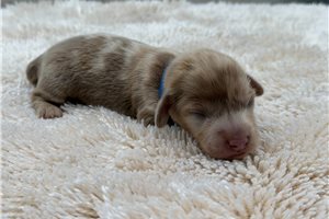 Axel - Tweenie Dachshund for sale