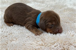 Hans - Tweenie Dachshund for sale