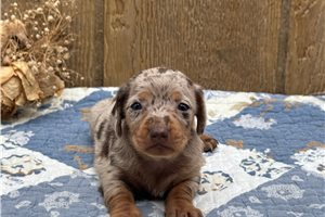 Piper - Dachshund, Mini for sale