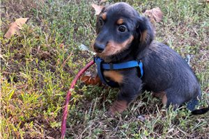 Libby - puppy for sale