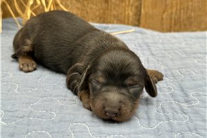 Sadie - puppy for sale