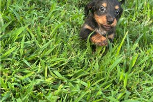 Libby - Dachshund, Mini for sale