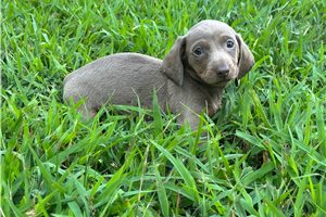 Isabella - Dachshund, Mini for sale