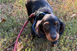 Sadie - Mini Dachshund for sale