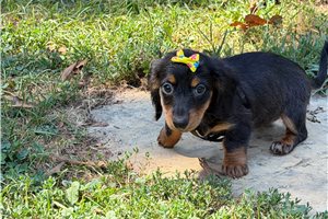 Libby - Dachshund, Mini for sale