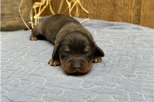 Libby - puppy for sale