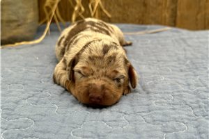 Piper - puppy for sale