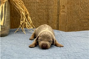 Isabella - Dachshund, Mini for sale