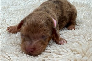 Adali - puppy for sale