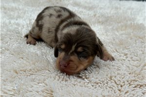 Mila - Tweenie Dachshund for sale
