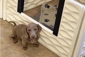 Isabella - Dachshund, Mini for sale