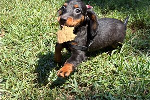 Sadie - Dachshund, Mini for sale