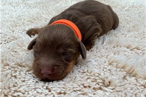 Drax - Tweenie Dachshund for sale