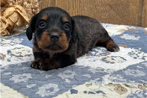 Libby - Dachshund, Mini for sale