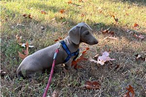 Isabella - Mini Dachshund for sale