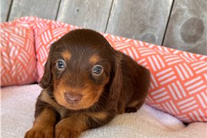 Everly | Puppies For Sale at Pawrade