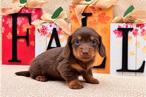 Drax - Tweenie Dachshund for sale