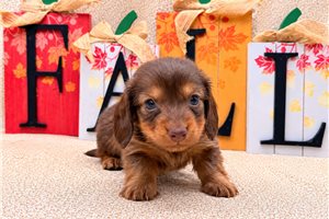 Hans - Tweenie Dachshund for sale