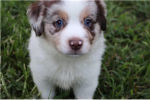 Miniature American Shepherd for Sale | Puppies | Pawrade.com