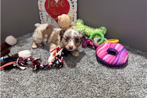 Wynette - puppy for sale