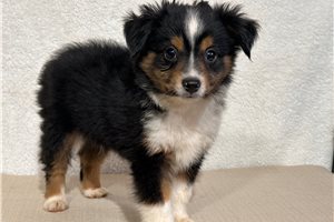 Sooner - puppy for sale