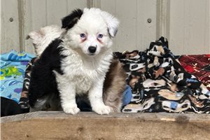 Felix - puppy for sale