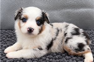 Timber - puppy for sale