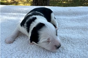 Faye - puppy for sale