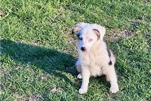 Delia - puppy for sale